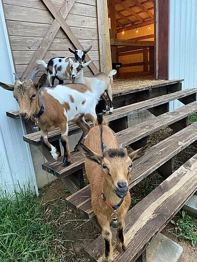 Barkley Farm photo 4