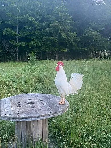 Barkley Farm photo 6